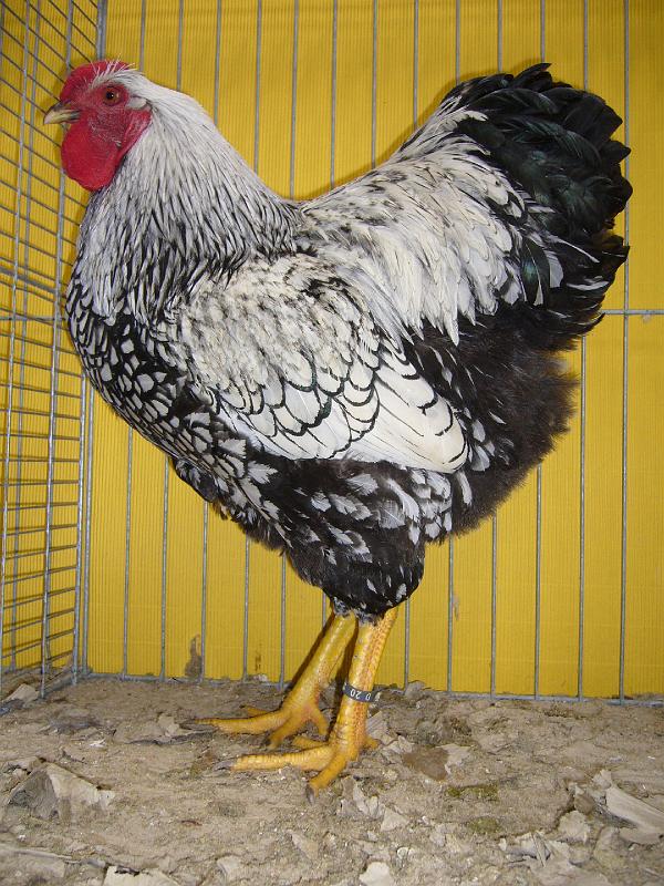 Hannover 2008 269.jpg - Wyandotten silber-schwarzgesäumt von Andreas Retschlag Preis HV96 E